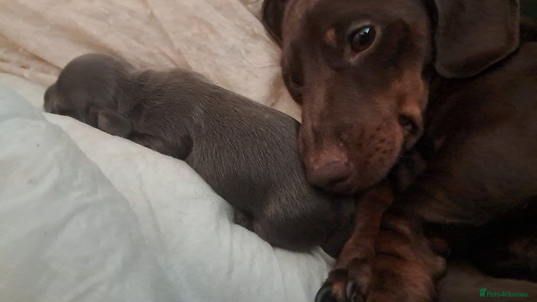 Miniature Dachshund dogs for sale: Minature dachshunds  in Stoke-on-Trent - Image 8