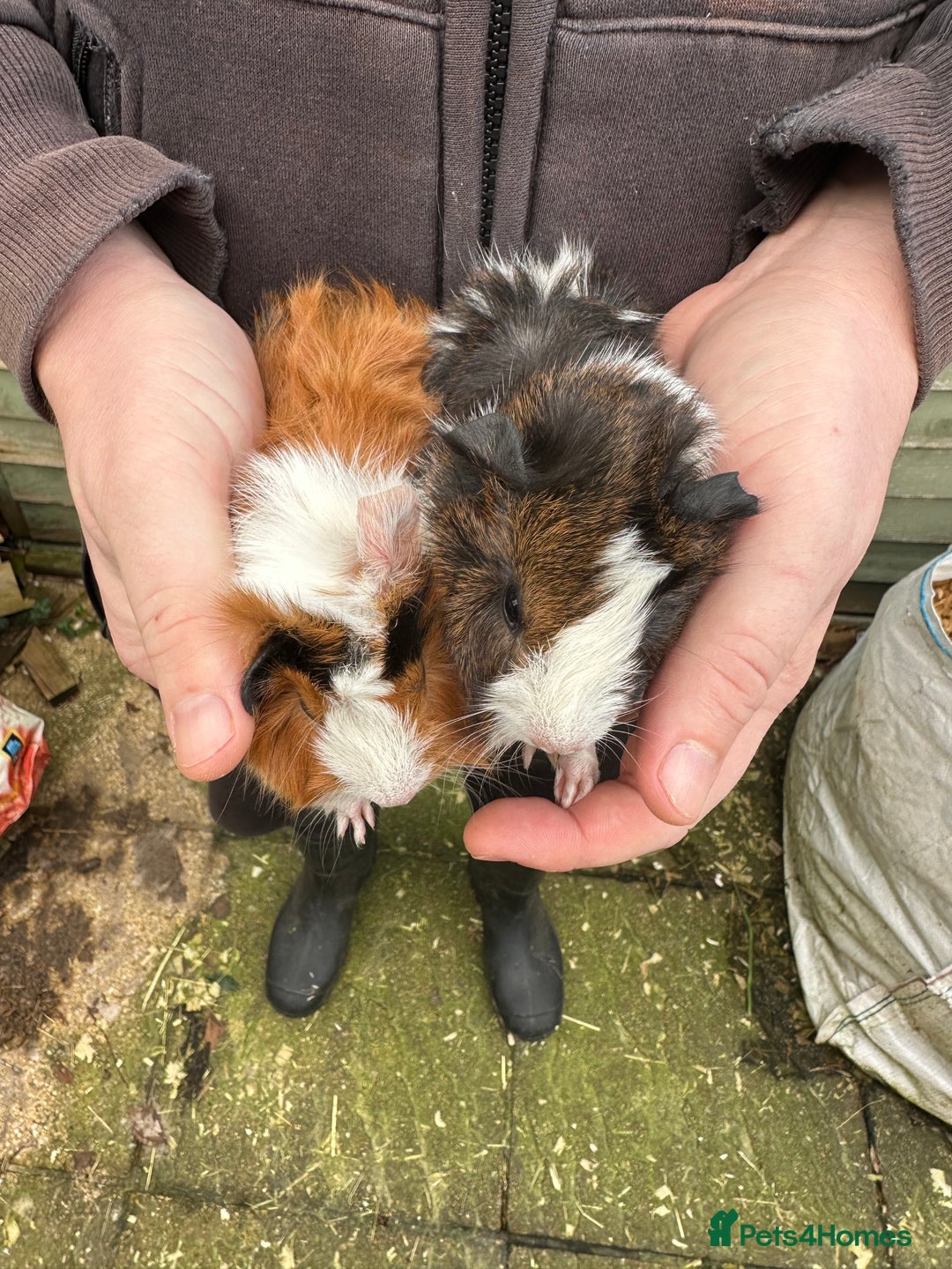 Guinea Pig rodents for sale: A pair of female piglets seeking forever homes - Advert 3