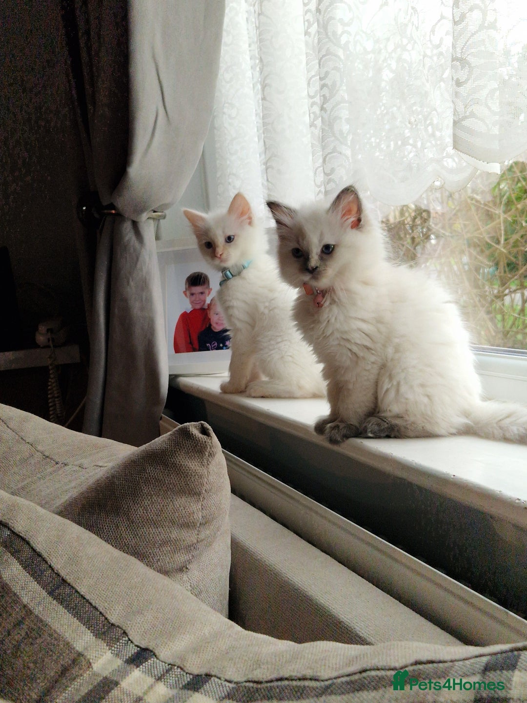 Ragdoll cats for sale: Beautiful Ragdoll Kitten  - Image 10