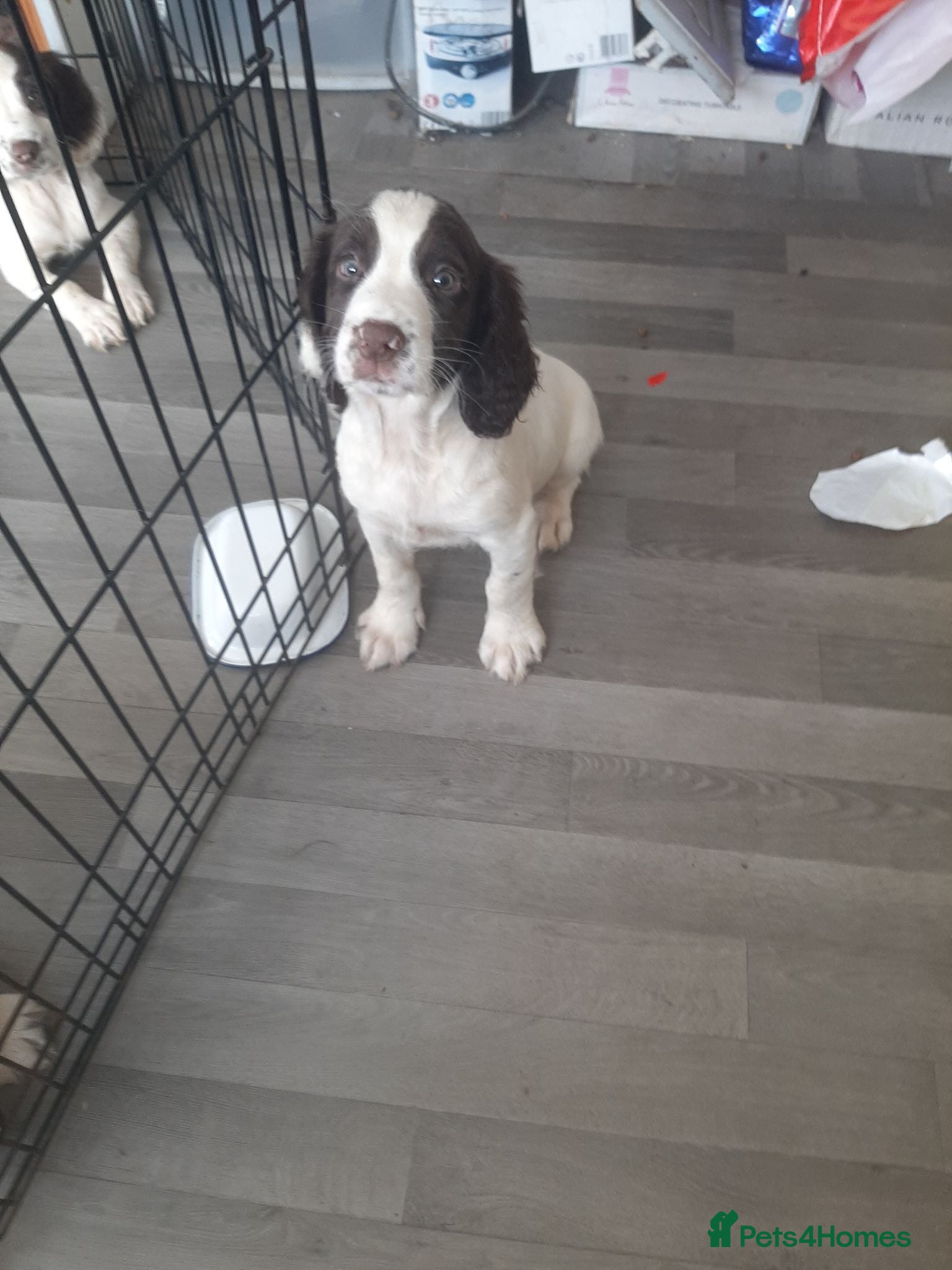 English Springer Spaniel dogs Springer puppy - Advert 1