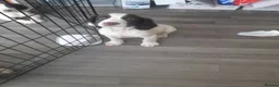 English Springer Spaniel dogs for sale: Springer puppy in Sidmouth - Advert 1