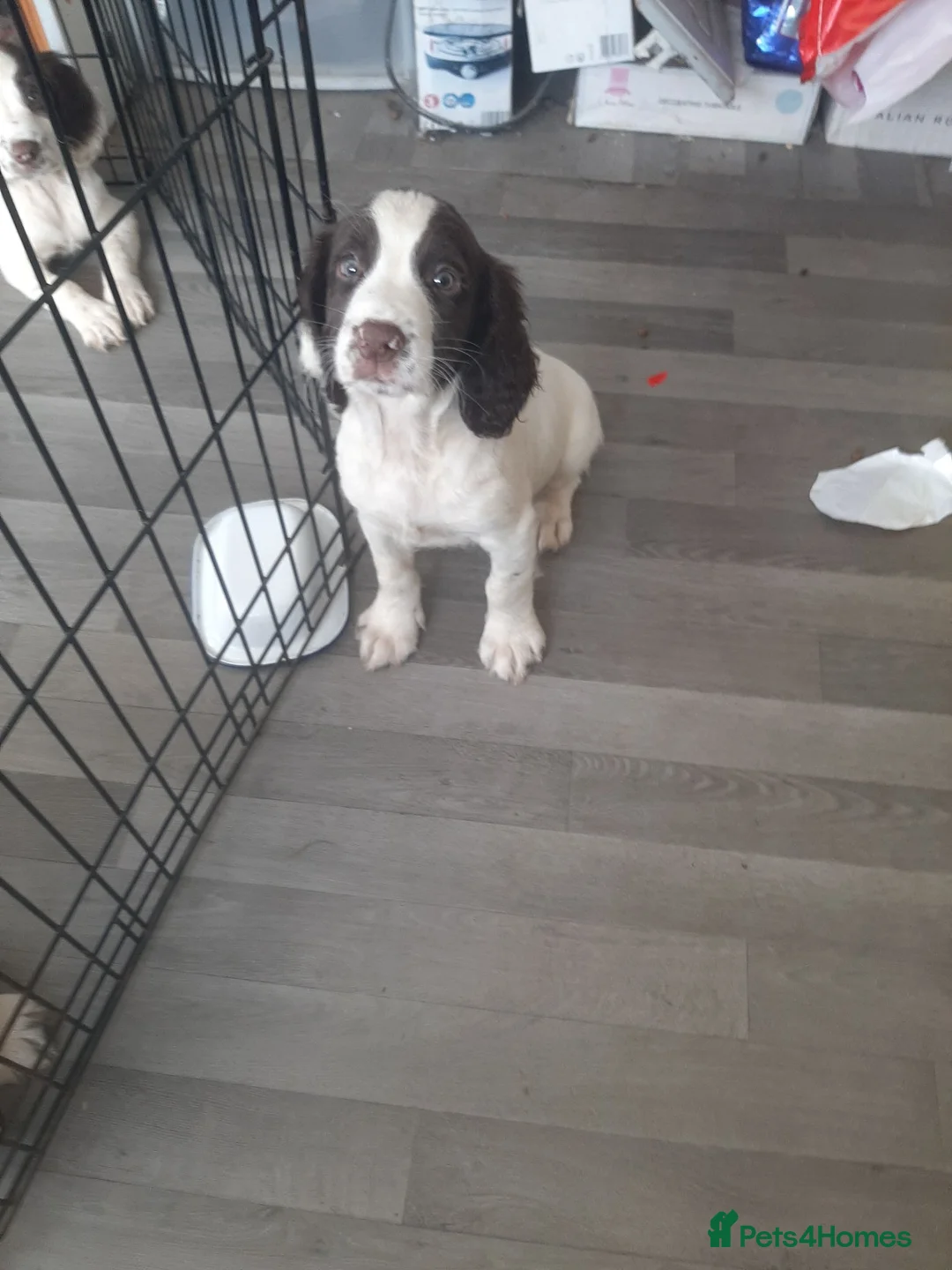 English Springer Spaniel dogs for sale: Springer puppy in Sidmouth - Advert 1
