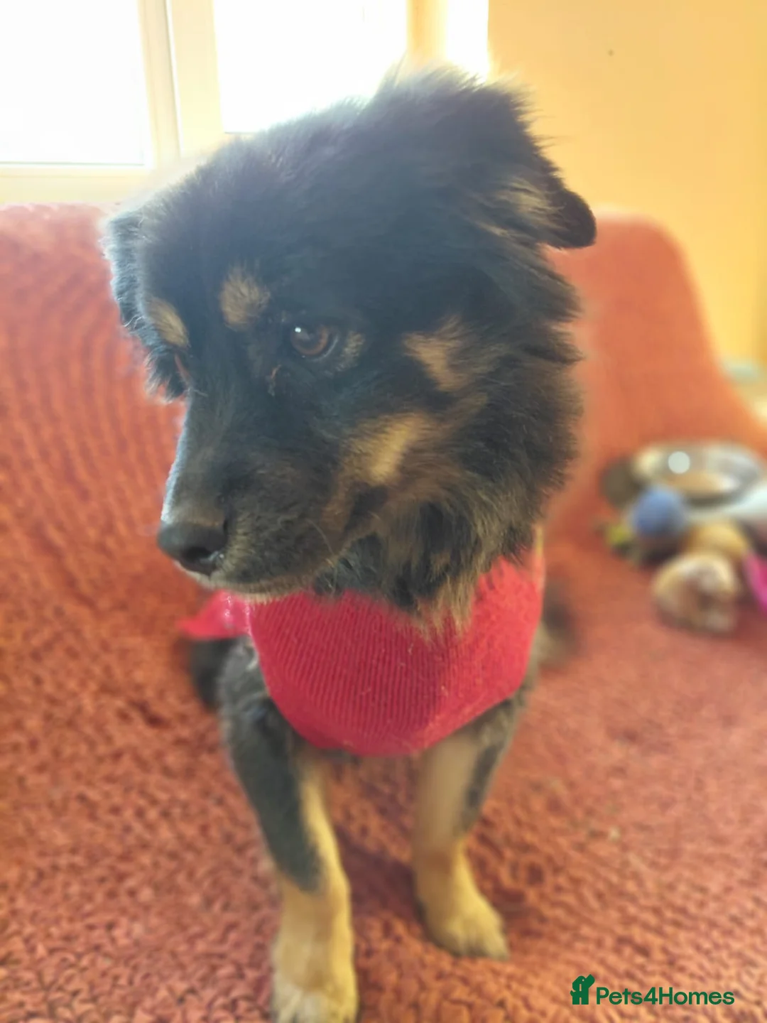 Mixed Breed dogs for adoption: ROBY, a superb puppy boy - for a Loving Home  - Advert 1