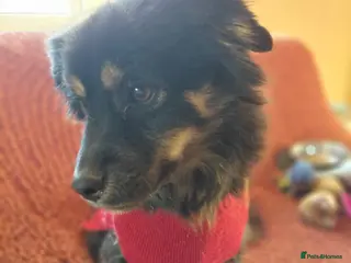 Mixed Breed dogs ROBY, a superb puppy boy - for a Loving Home - Advert 1