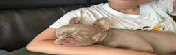 French Bulldog dogs for sale: Ruby – Frenchie, 2 yrs, KC Reg, looking for a home - Advert 3