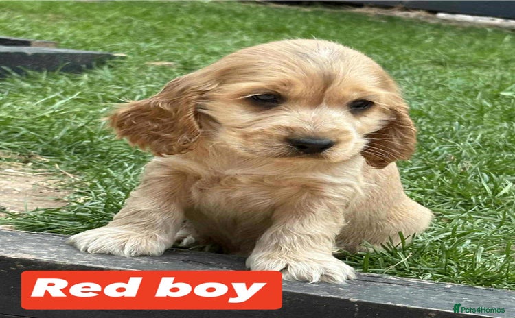 Cocker Spaniel dogs - Advert 16