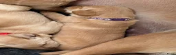 Labrador Retriever dogs for sale: Beautiful Labrador retriever puppies for sale - Advert 6
