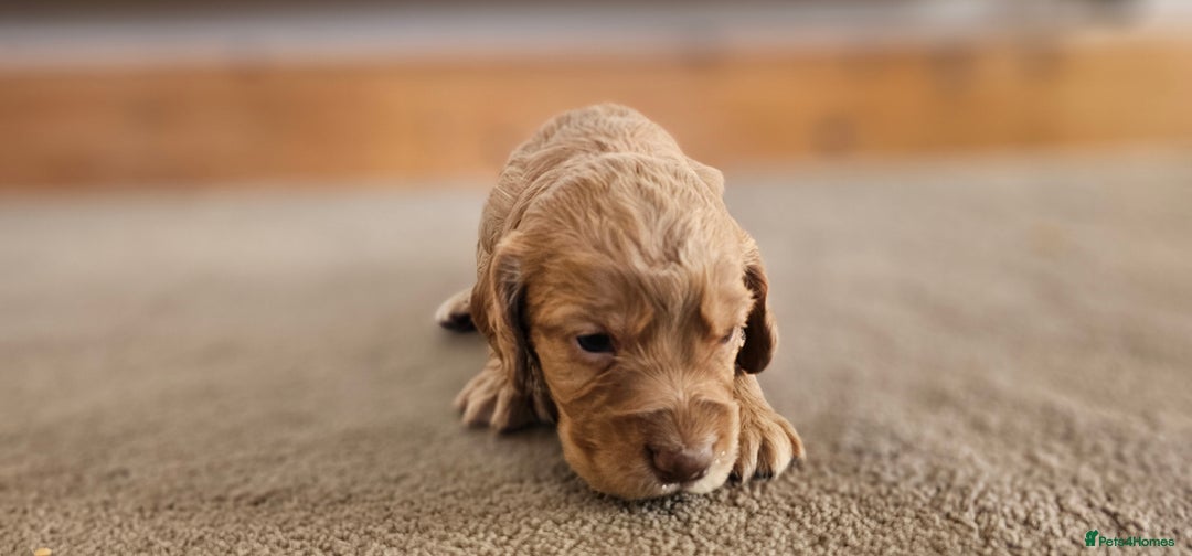 Cocker Spaniel dogs for sale: 8 AMAZING KC REG WORKING COCKER SPANIEL PUPPIES - Image 9