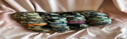 Miniature Dachshund dogs for sale:  KC Registered Miniature Dachshund Puppies in London - Advert 4