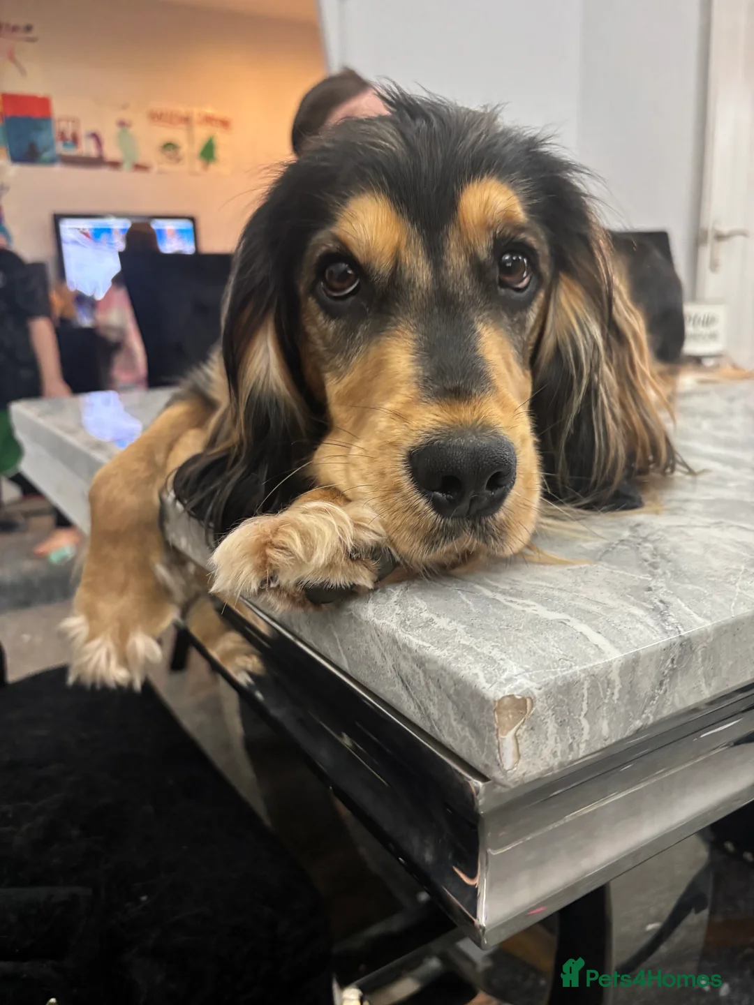 Cockerdor dogs for sale: Hector 2 year old Cockerdor  - Advert 19