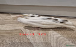 Quail poultry for sale: Coturnix quail three week old (not sexed)  - Image 21