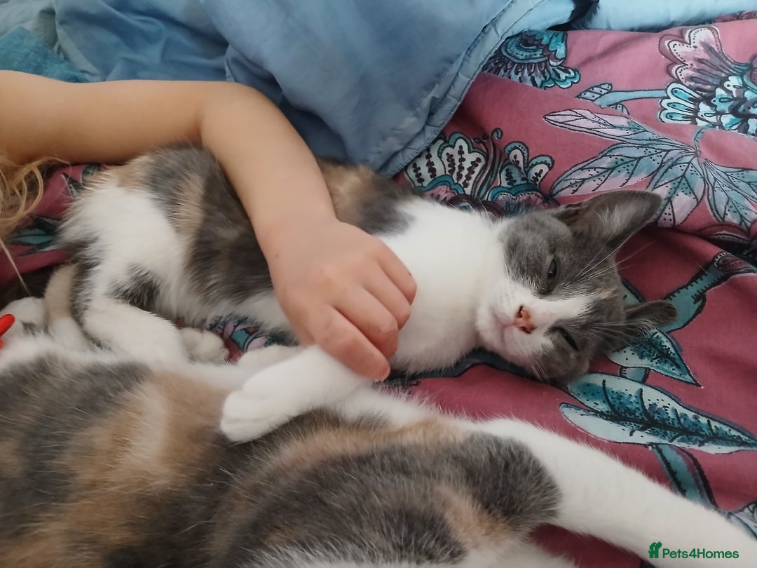 Mixed Breed cats for sale: 2 beautiful female lovely kittens and playfull - Image 9