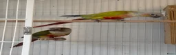 Mixed Breed birds for sale: Birds - conures and canaries  - Advert 5