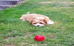 Havanese dogs for sale: Beautiful Puppy Bella Looking for a Loving Home - Image 4