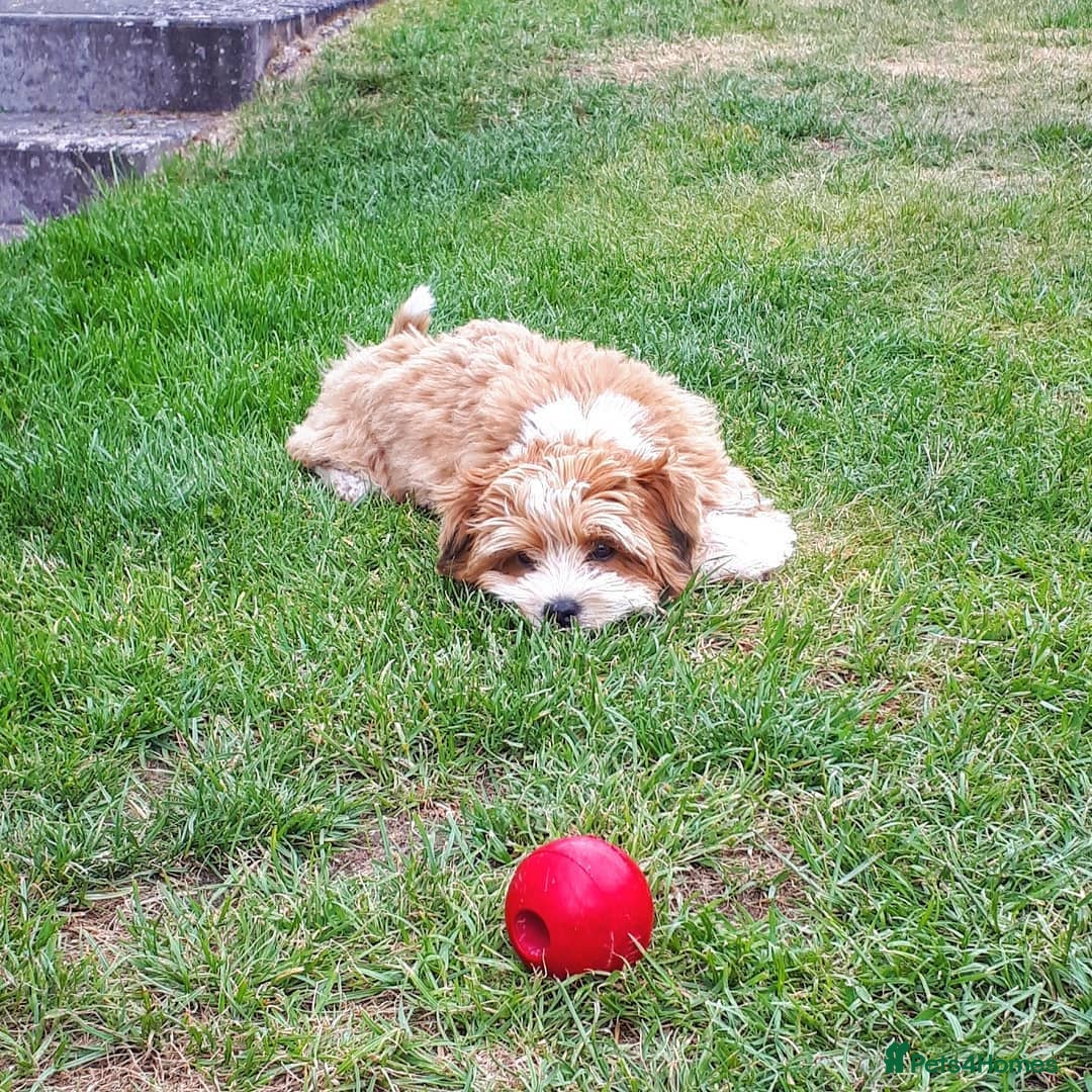 Havanese dogs for sale: Beautiful Puppy Bella Looking for a Loving Home - Image 4