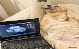 Golden Retriever dogs for sale: 🤍🧸 Litter Annoucement - Home Raised GR Puppies - Image 8