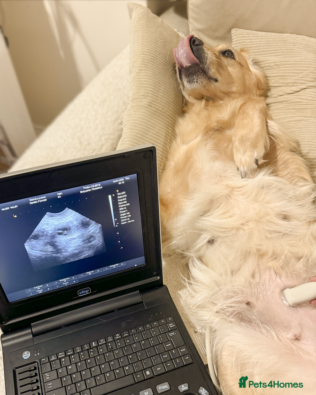 Golden Retriever dogs for sale: 🤍🧸 Litter Annoucement - Home Raised GR Puppies - Image 8