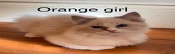 Ragdoll cats for sale: Ragdoll for sale - Advert 1