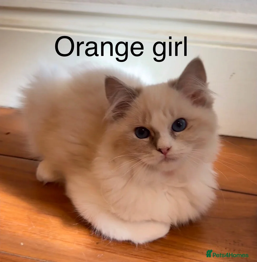 Ragdoll cats for sale: Ragdoll for sale - Advert 1