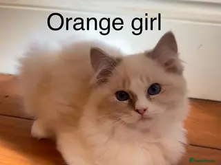 Ragdoll cats Ragdoll for sale - Advert 1