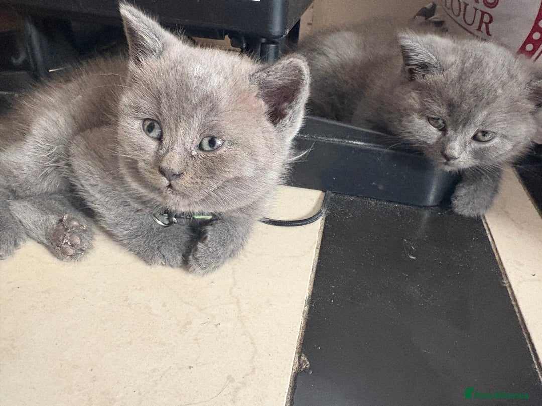 British Shorthair cats for sale: British Shorthair kittens  - Advert 8