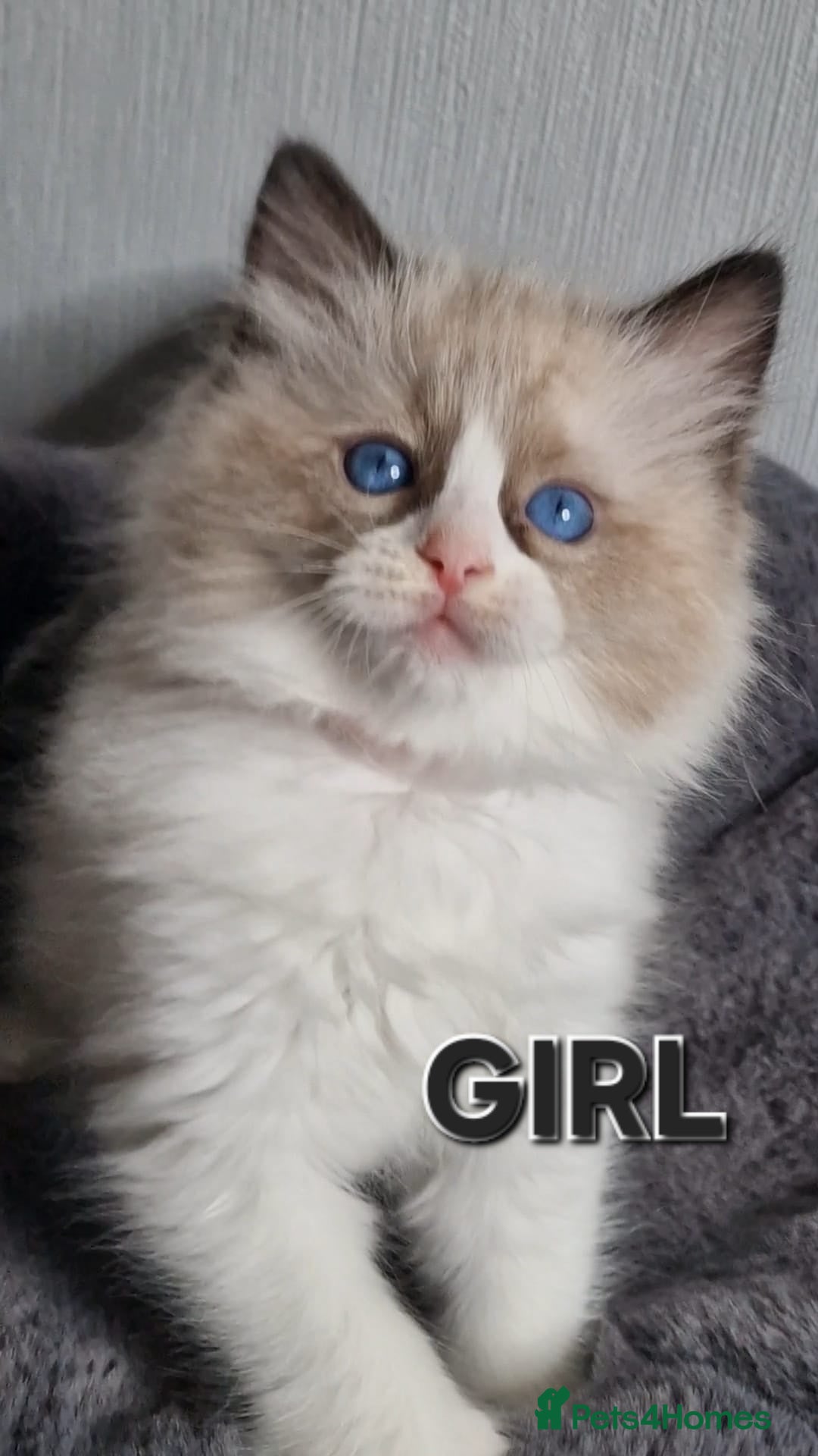 Ragdoll cats Beautiful Ragdolls  - Advert 9