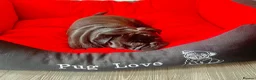 Pug dogs for sale: Beautiful KC registered pug puppies - Advert 2