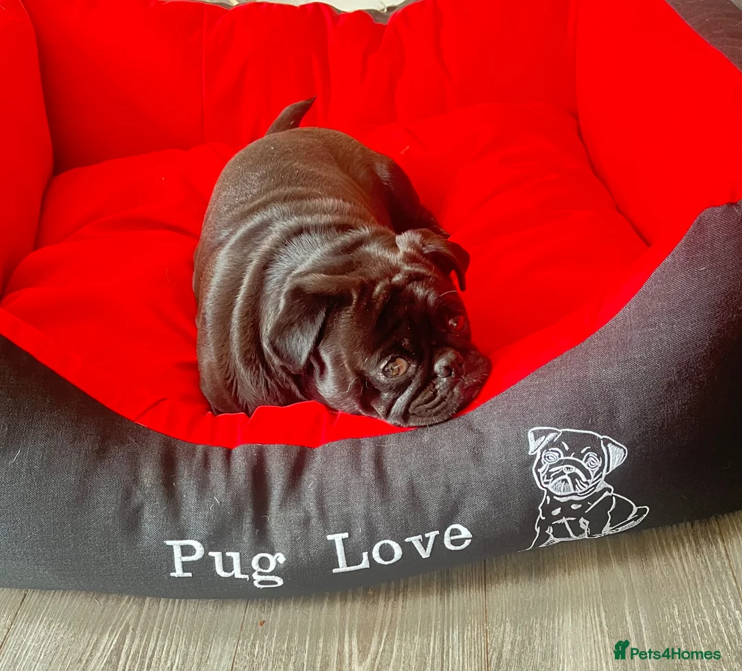 Pug dogs for sale: Beautiful KC registered pug puppies - Advert 2