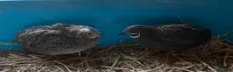 Quail poultry for sale: Lovely Pair Chinese (Button) Quail’s - Advert 3
