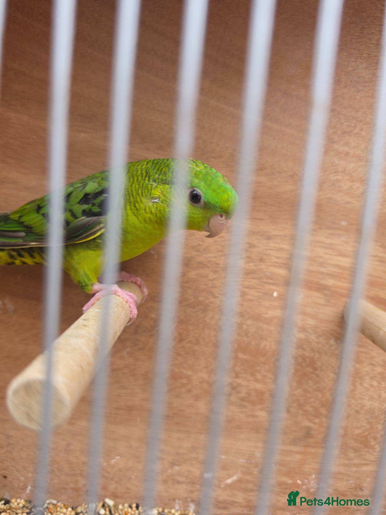 Parakeets birds Lineolated parakeet Cock for sale - Advert 1