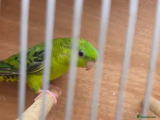Parakeets birds Lineolated parakeet Cock for sale - Advert 1