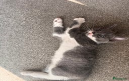 Russian Blue cats for sale: Russian Blue x Beautiful kittens  - Image 3
