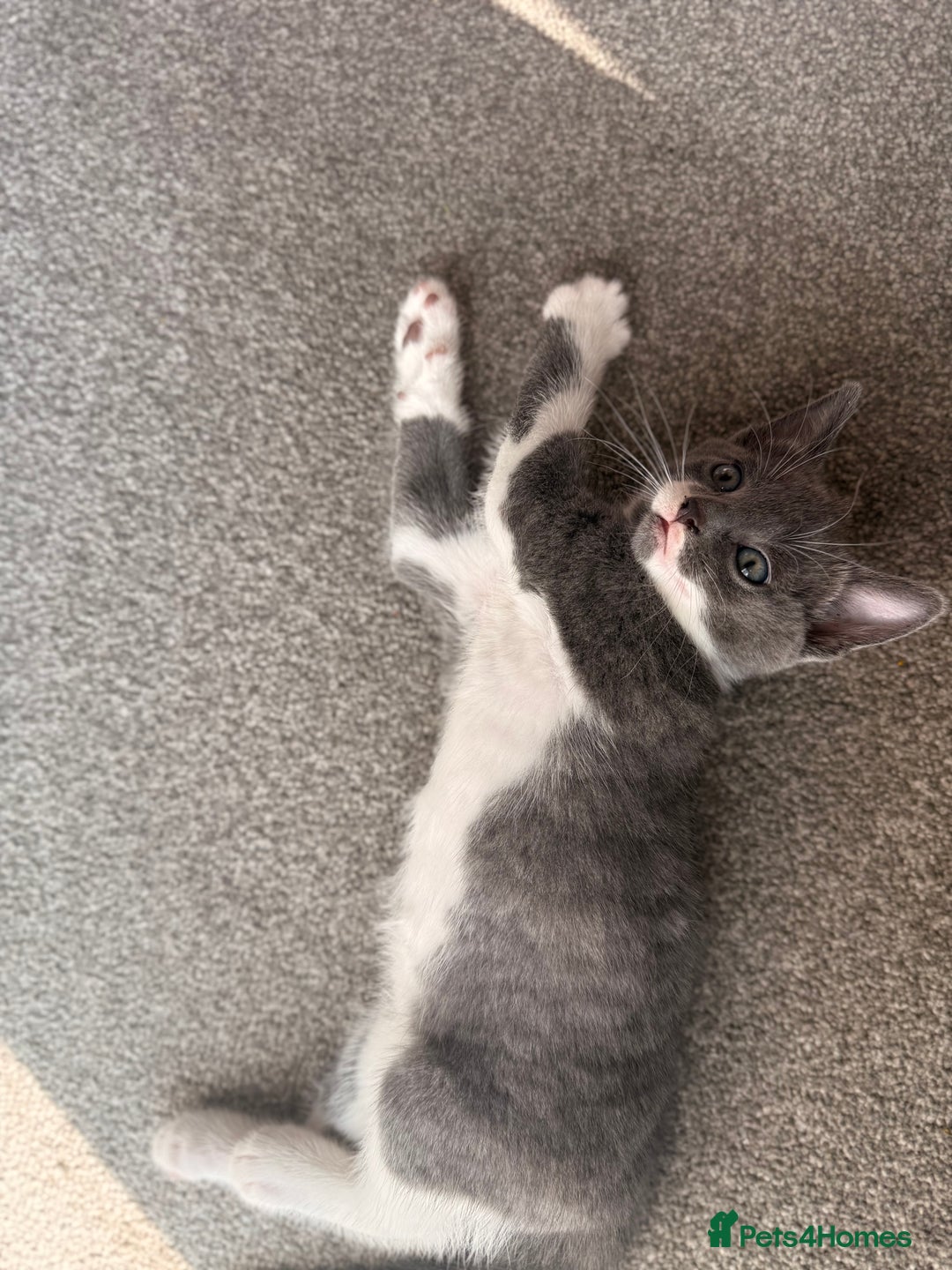Russian Blue cats for sale: Russian Blue x Beautiful kittens  - Image 3