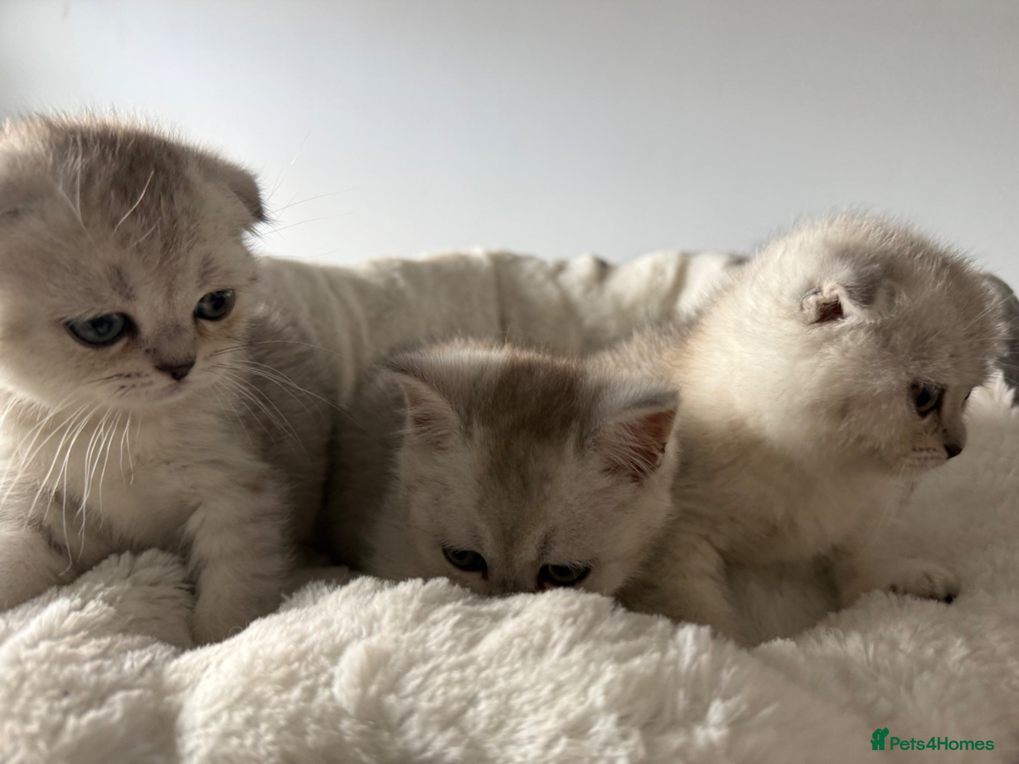 Scottish Fold cats Scotish Fold / Scotish straight - Advert 16