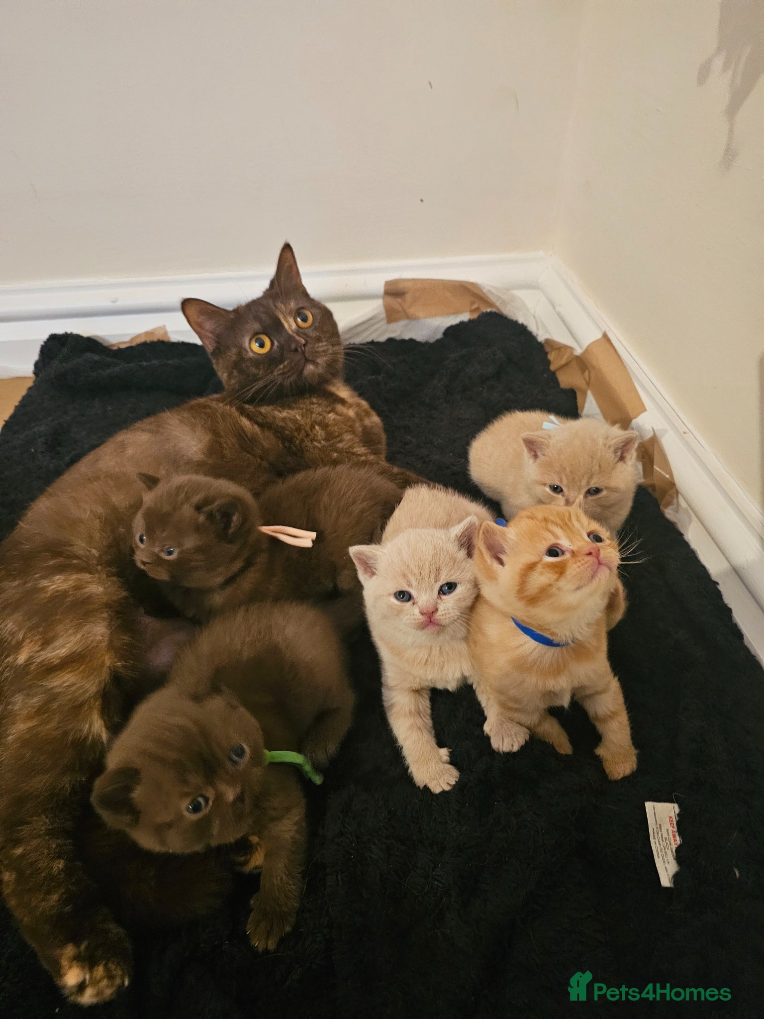 British Shorthair cats for sale: British Shorthair kittens - Advert 1