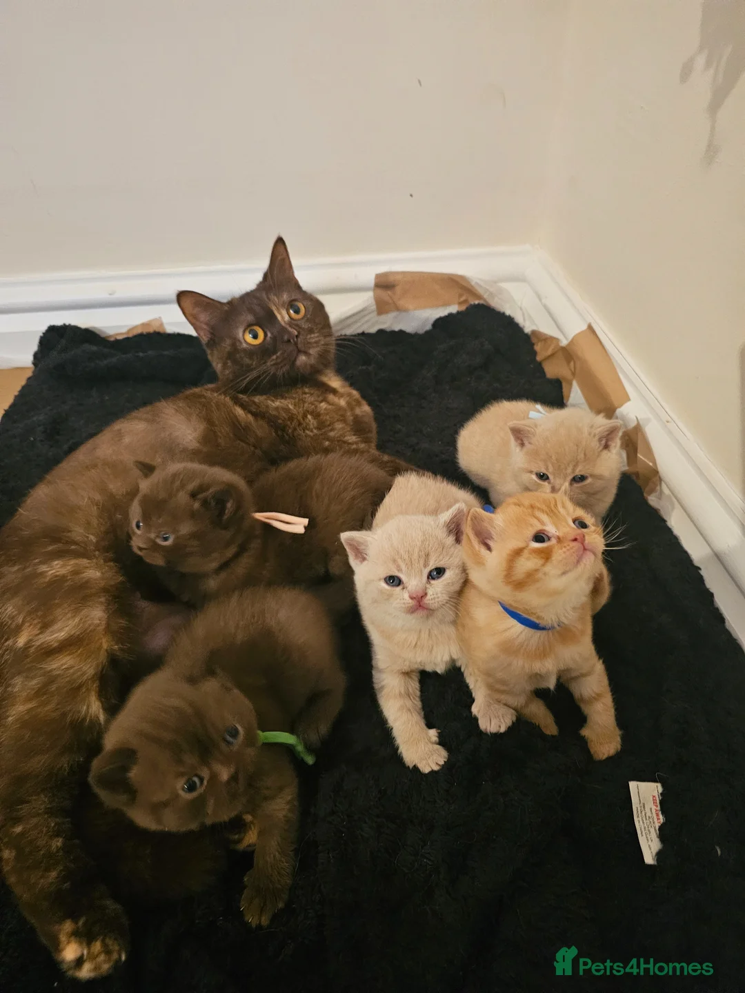British Shorthair cats for sale: British Shorthair kittens - Advert 1