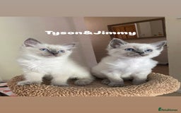 Ragdoll cats for sale: 2 BOYS LEFT . Ready to leave TODAY - Image 24