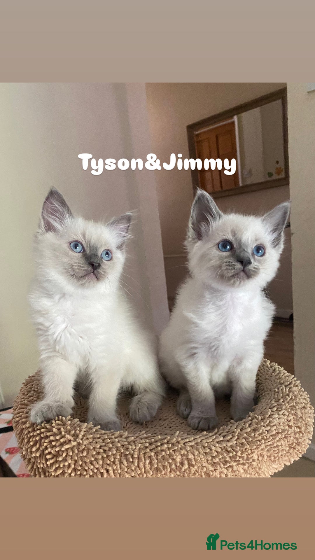 Ragdoll cats for sale: 2 BOYS LEFT . Ready to leave TODAY - Image 24