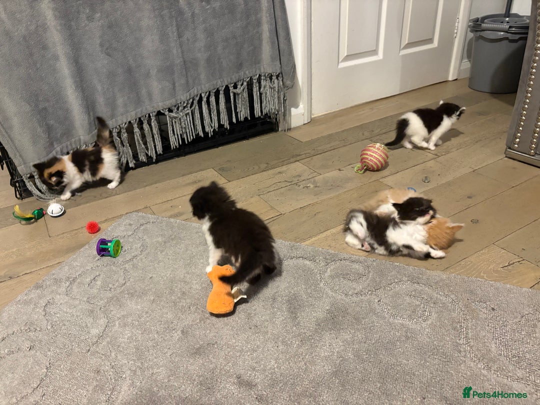 Mixed Breed cats for sale: 5 beautiful fluffy kittens  - Image 8