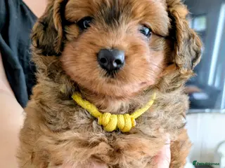 Pomapoo dogs Gorgeous F1 Pomapoo's - Advert 13