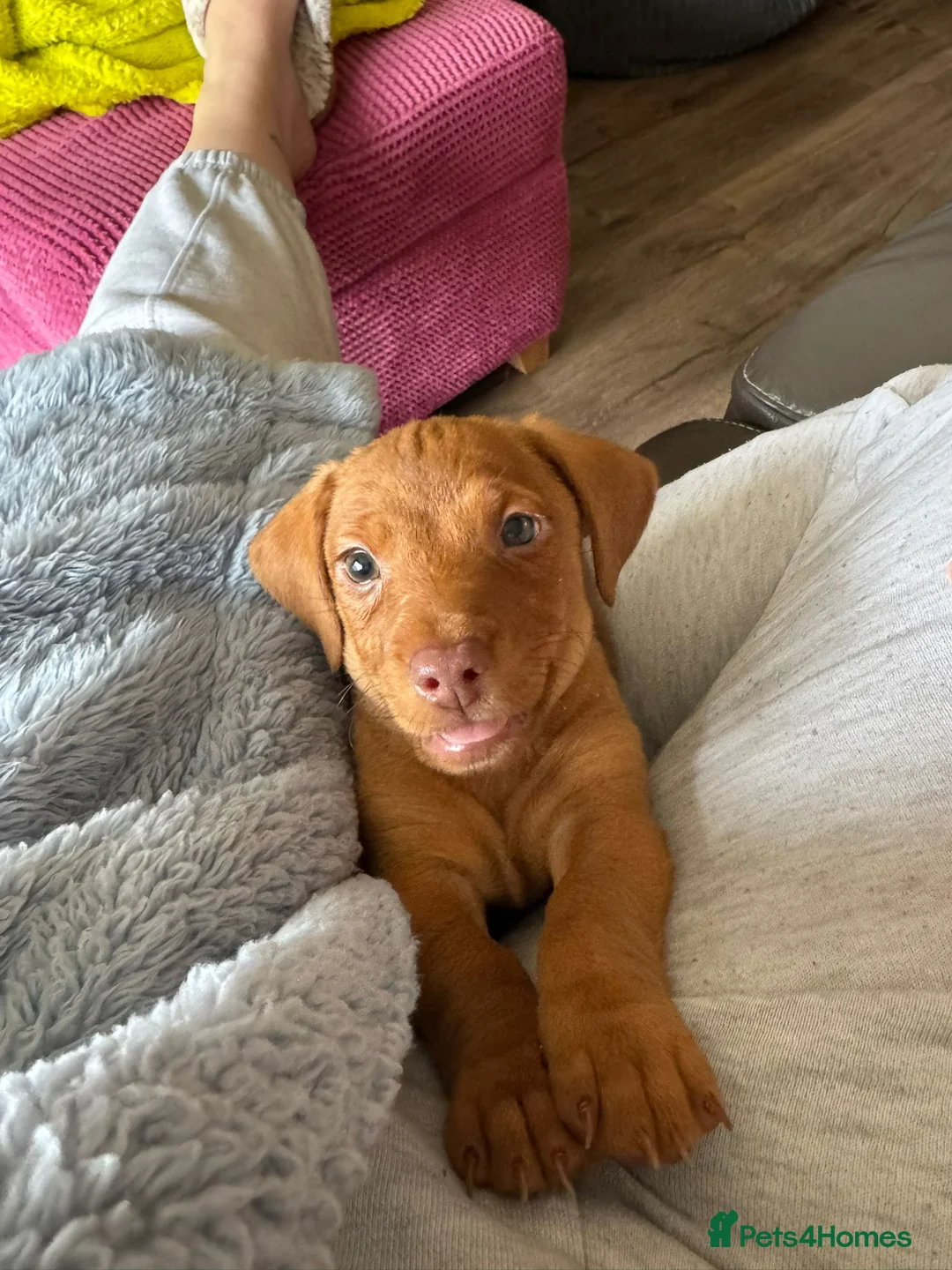 Jackshund dogs for sale: Male Dachshund X Jack Russell Puppy - Advert 2