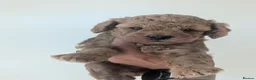 Cockapoo dogs for sale: Male available - F1BB cockapoo puppies  - Advert 15