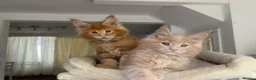Maine Coon cats for sale: TICA Reg Maine Coon Kittens Ginger Red Cream - Advert 6