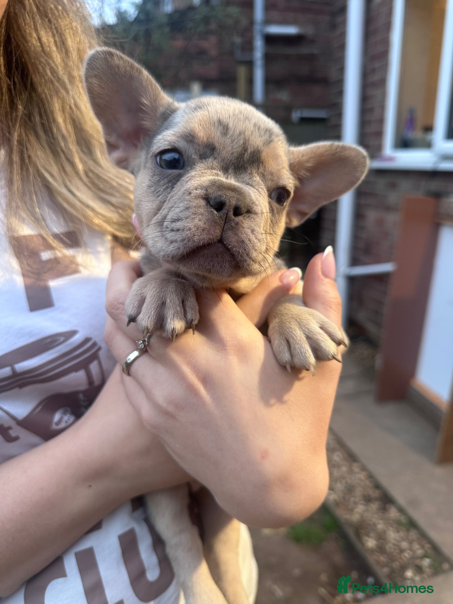 French Bulldog dogs LAST GIRL KC Registered French Bulldog Puppies🌟 - Advert 2
