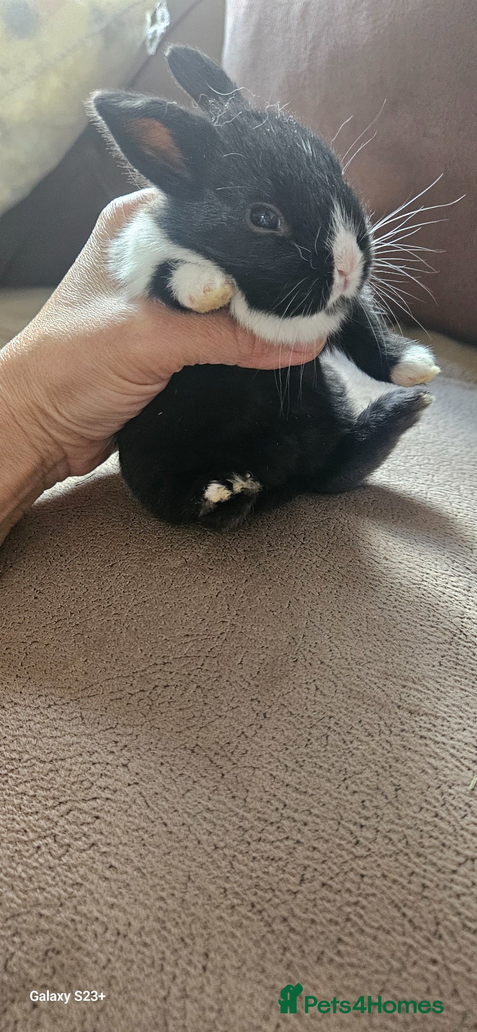 Mixed Breed rabbits They are mix rex and Dutch  - Advert 2