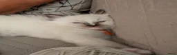 Ragdoll cats for sale: Pedigree dna tested ragdoll kittens - Advert 6