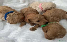 Cavapoo dogs for sale: Adorable Cavapoo Puppies - Parents Health Tested - Image 17