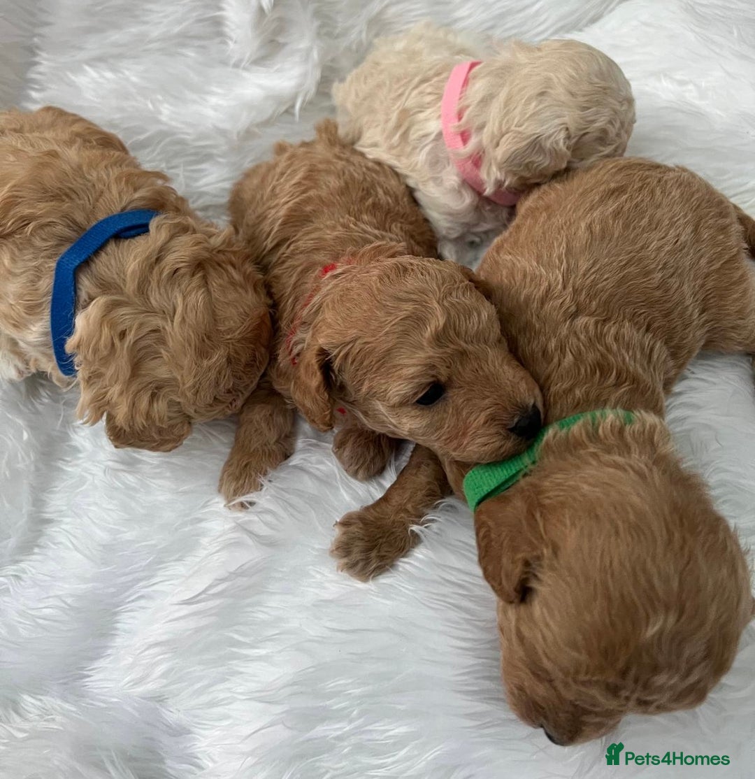 Cavapoo dogs for sale: Adorable Cavapoo Puppies - Parents Health Tested - Image 17