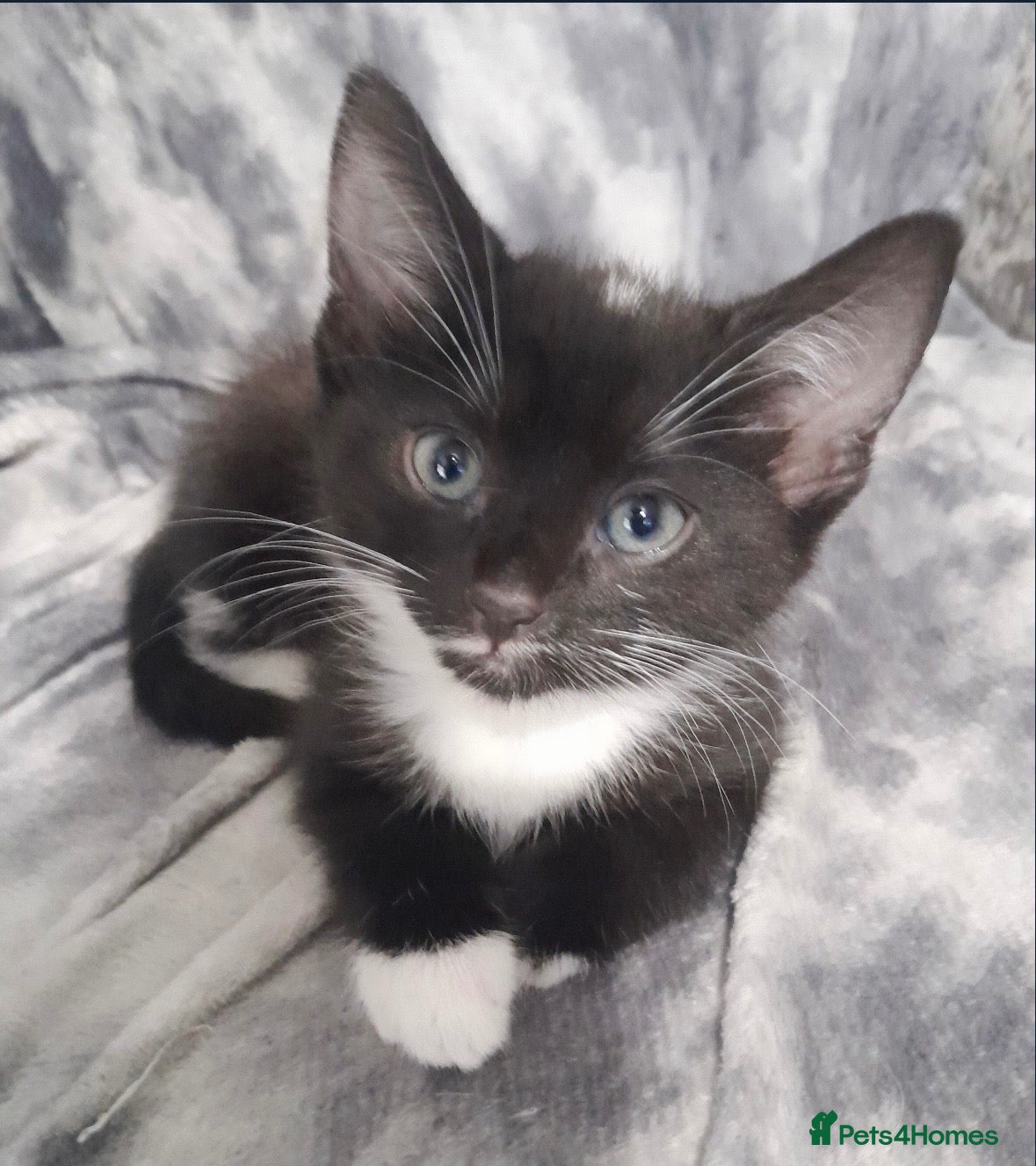 Mixed Breed cats Mixed breed kitten  - Advert 1