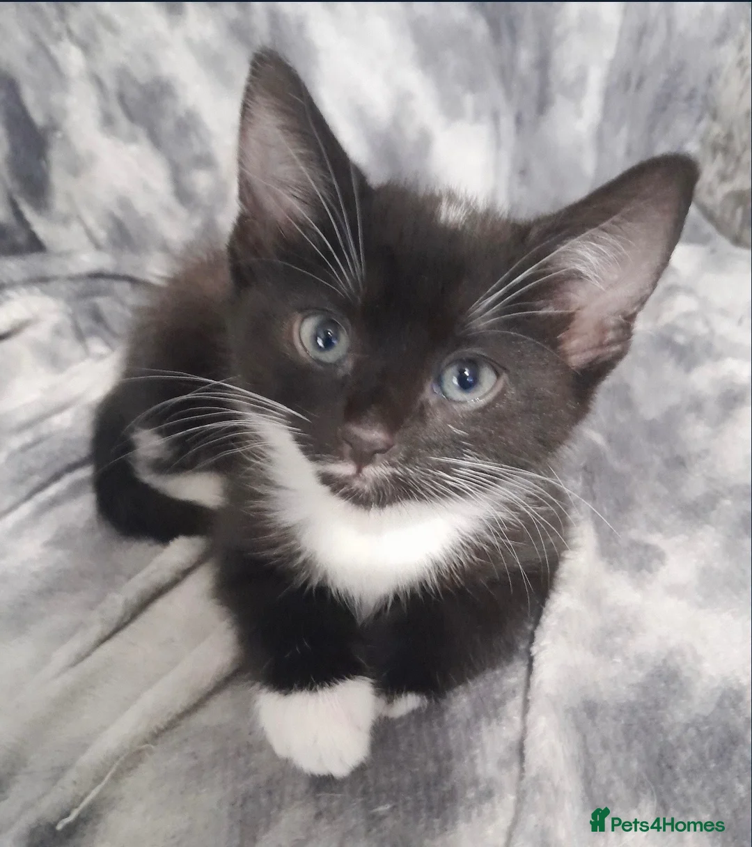 Mixed Breed cats for sale: Mixed breed kitten  in Sunderland - Advert 1